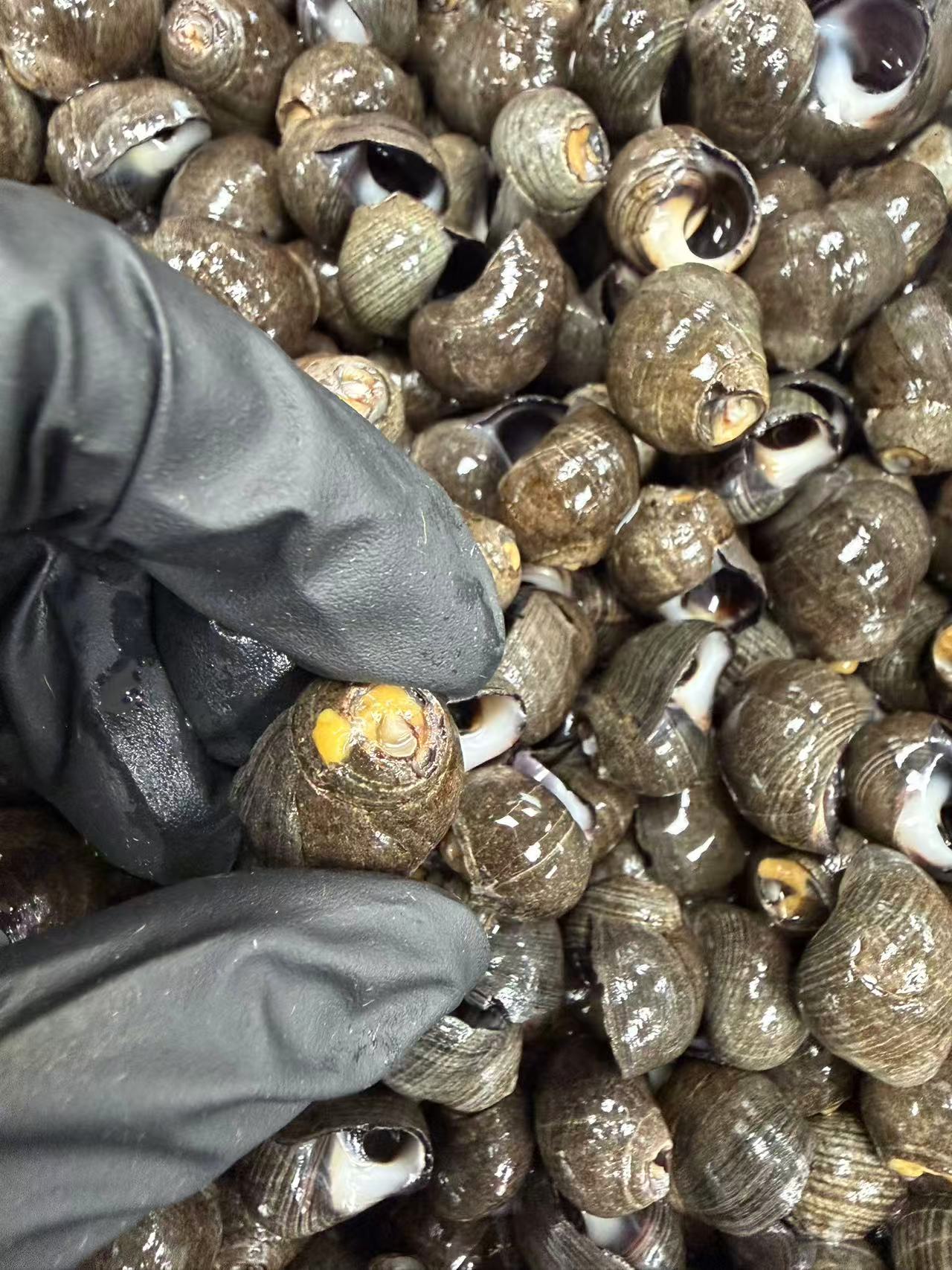 柳州大排档风味辣炒海石螺