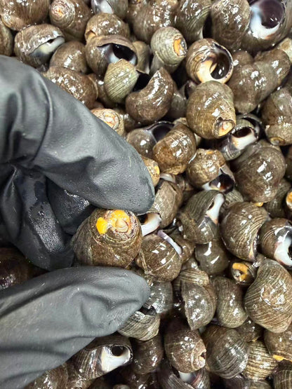 柳州大排档风味辣炒海石螺